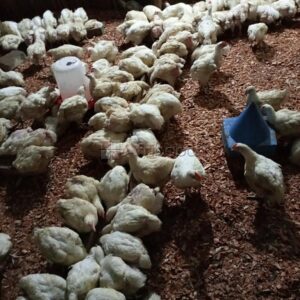 Produits d'élevages